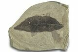 Fossil Laurel Leaf (Persea) - Green River Formation, Utah #323392-1